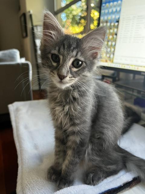 Dora (bonded with Buffy), a Adopted Domestic Long Hair in San Francisco, CA image 1/6