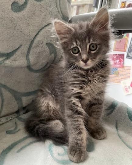 Dora (bonded with Buffy), a Adopted Domestic Long Hair in San Francisco, CA image 2/6