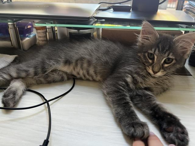Dora (bonded with Buffy), a Adopted Domestic Long Hair in San Francisco, CA image 3/6