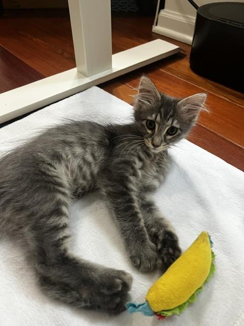 Dora (bonded with Buffy), a Adopted Domestic Long Hair in San Francisco, CA image 4/6