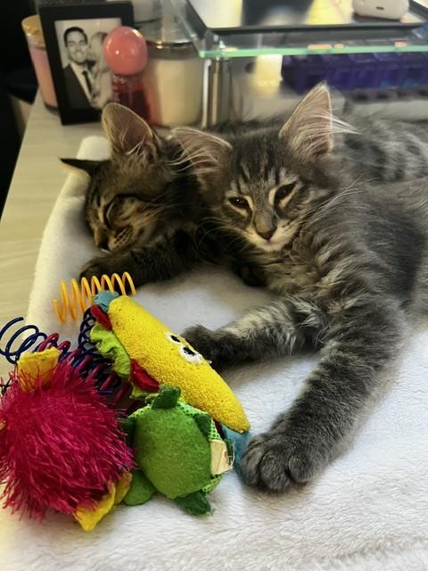 Dora (bonded with Buffy), a Adopted Domestic Long Hair in San Francisco, CA image 6/6