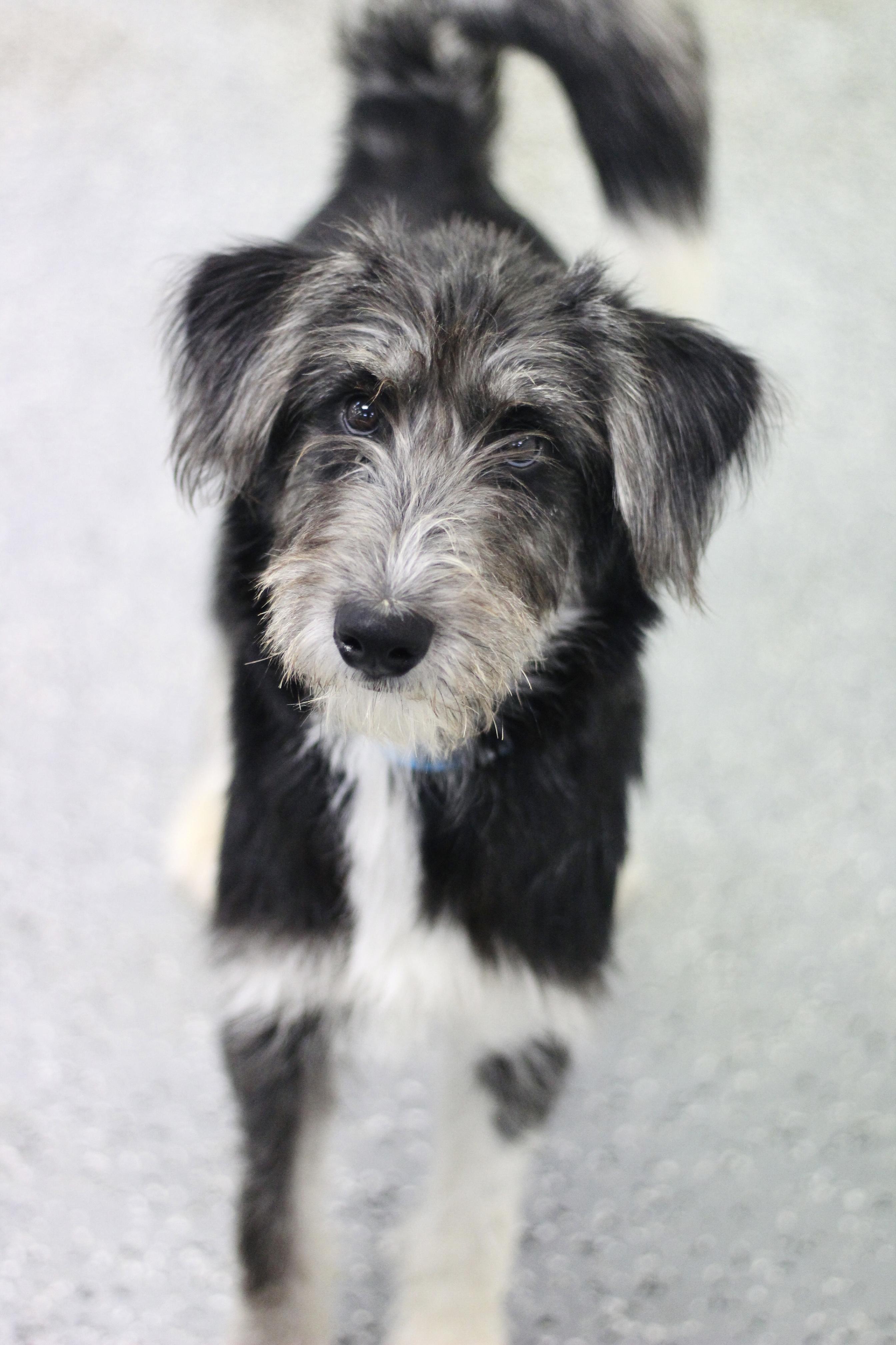 Tofu in NH. Come Meet our Adoptable Dogs Wednesday-Saturday. More info in Bio, Adoptable, Puppy Female Schnauzer.