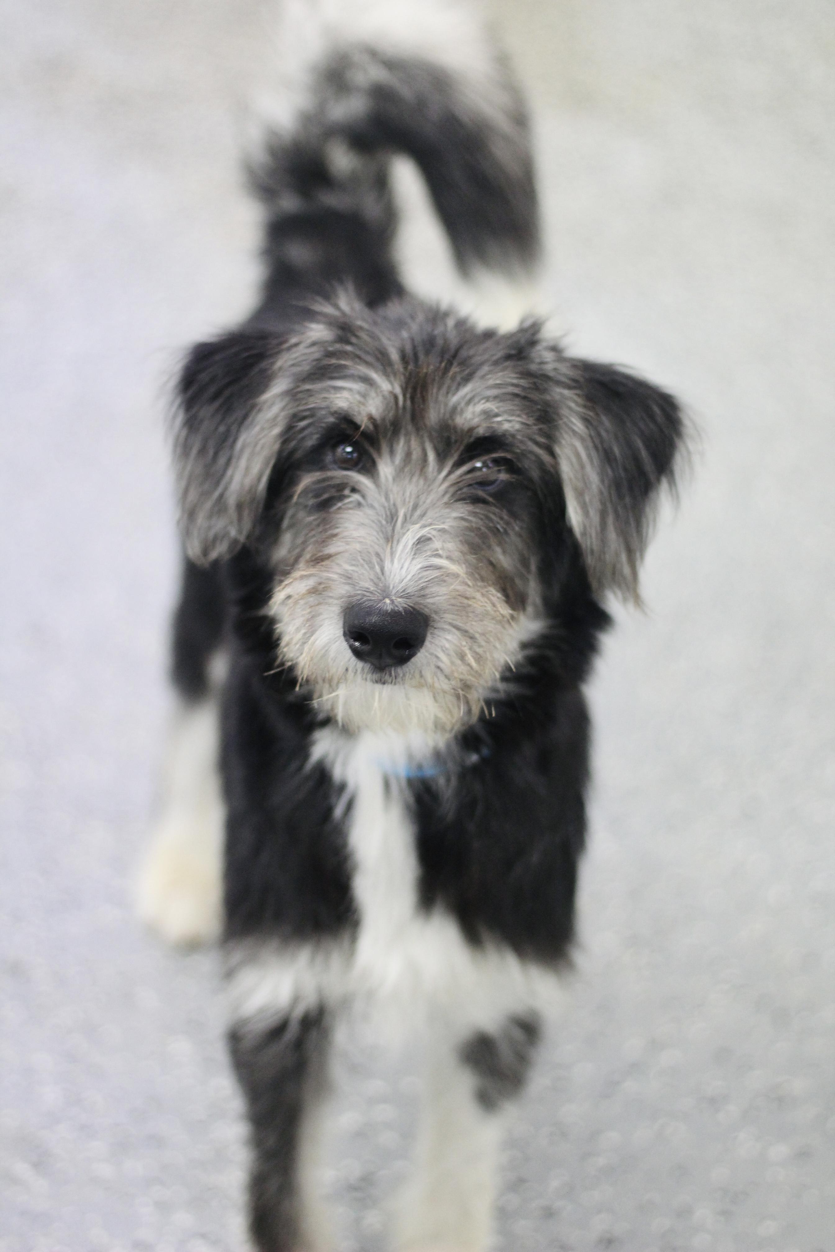 Enlarge Tofu in NH. Come Meet our Adoptable Dogs Wednesday-Saturday. More info in Bio, a Adoptable mixed breed in Manchester, NH image 2/3