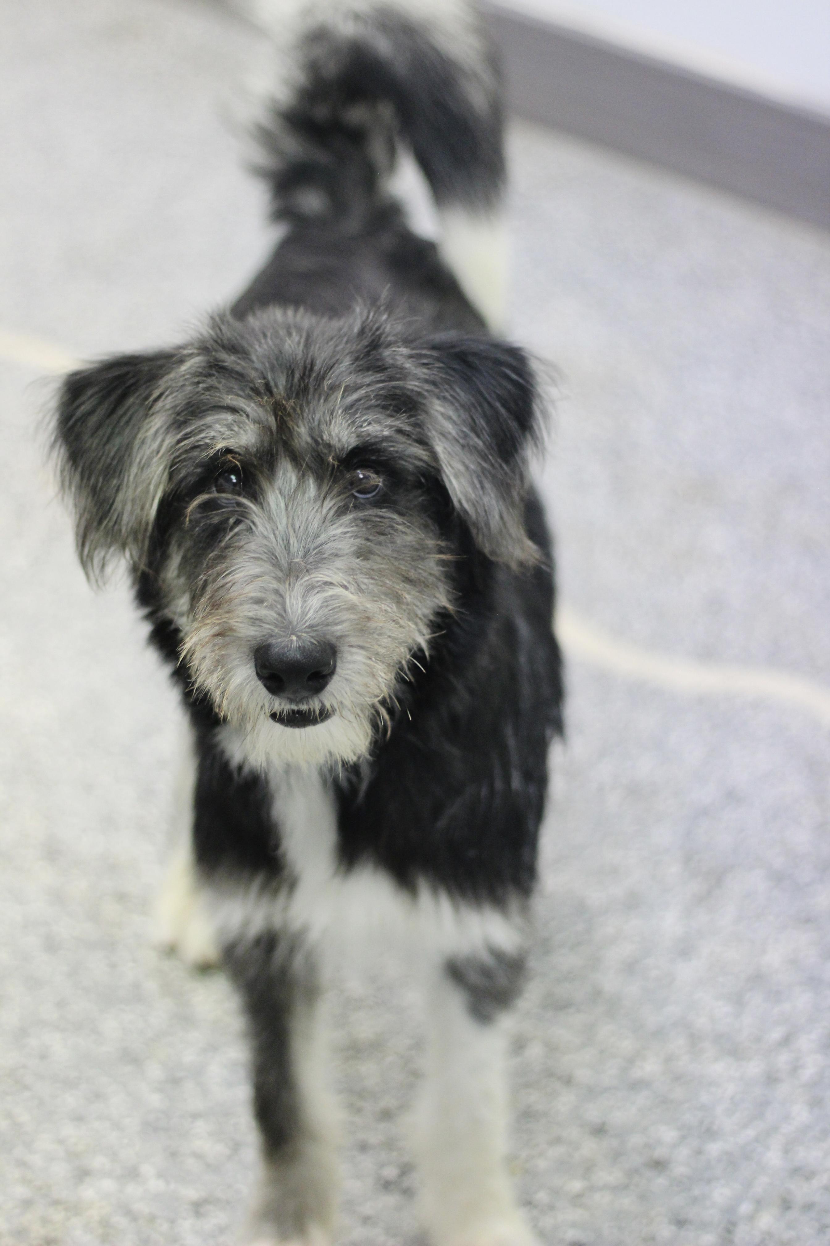 Enlarge Tofu in NH. Come Meet our Adoptable Dogs Wednesday-Saturday. More info in Bio, a Adoptable mixed breed in Manchester, NH image 3/3