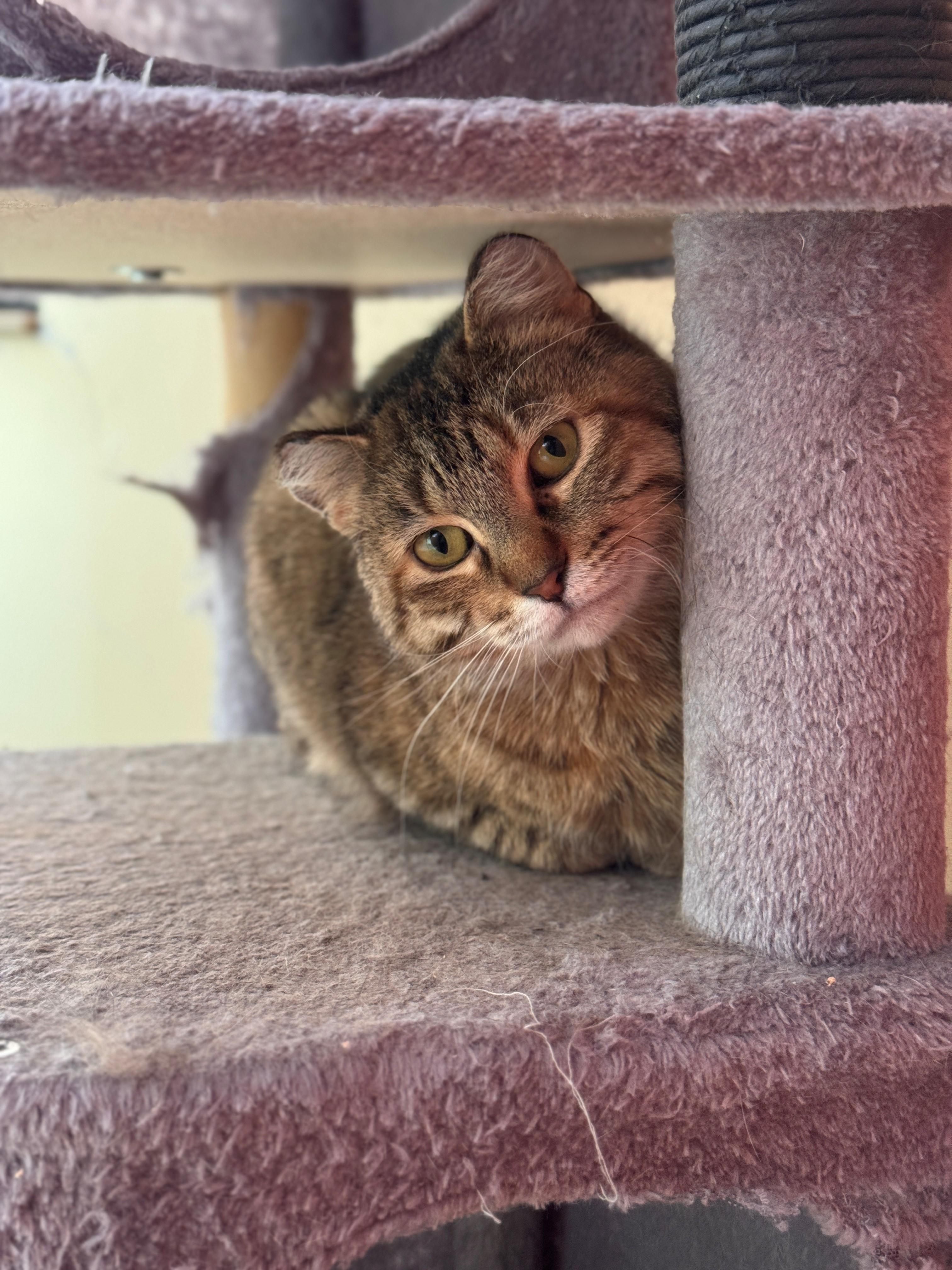 Enlarge El, a ADOPTABLE Domestic Short Hair in Hackensack, MN image 4/4