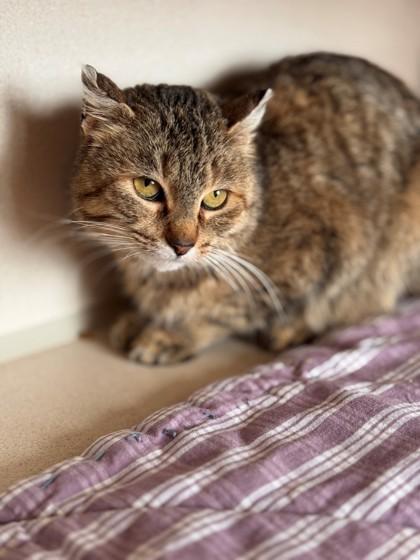 Enlarge El, a ADOPTABLE Domestic Short Hair in Hackensack, MN image 1/2