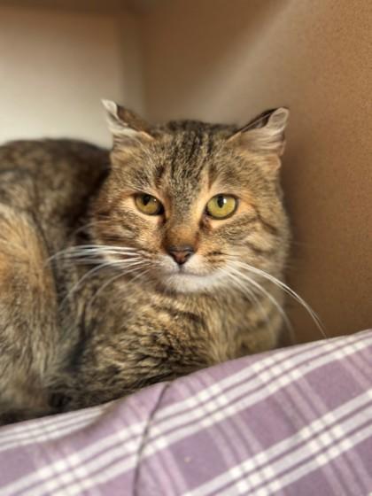 Enlarge El, a ADOPTABLE Domestic Short Hair in Hackensack, MN image 2/2