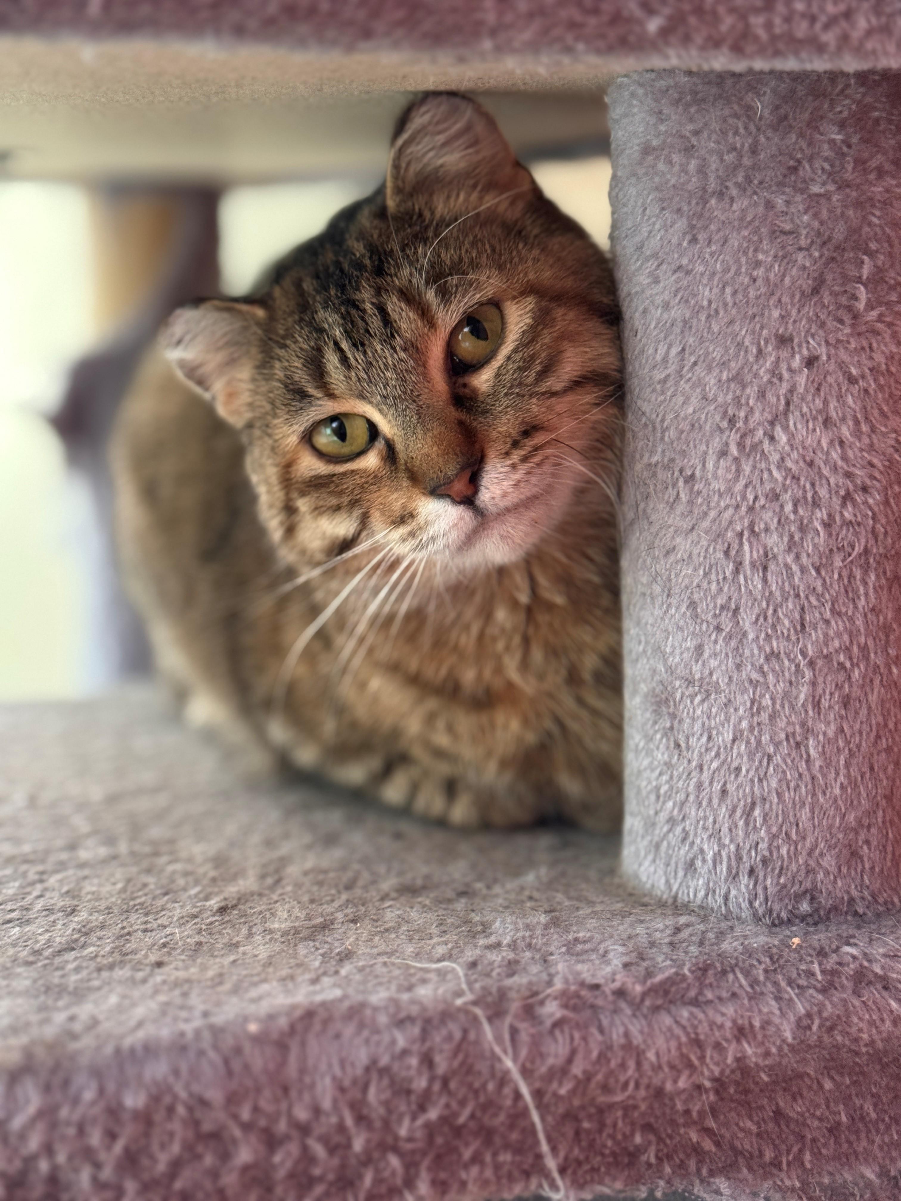 El, ADOPTABLE, Young Female Domestic Short Hair.