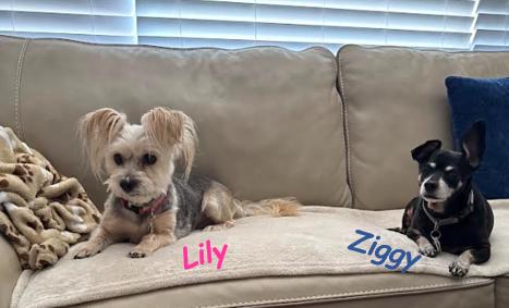 Lily And Ziggy thumbnail 5