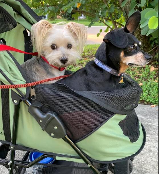 Lily And Ziggy thumbnail 2