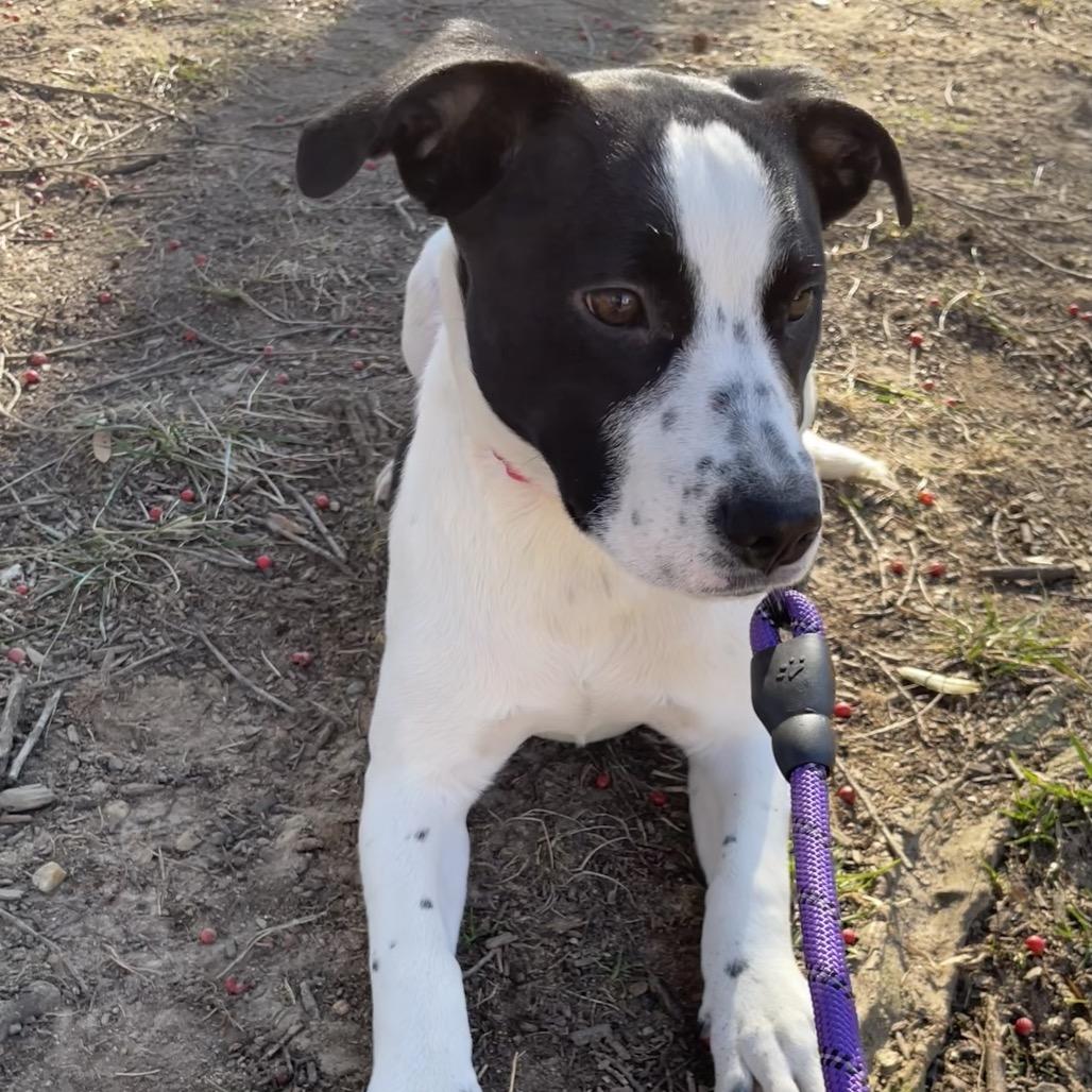 Enlarge Joyce, a Adoptable mixed breed in Jarrettsville, MD image 1/5
