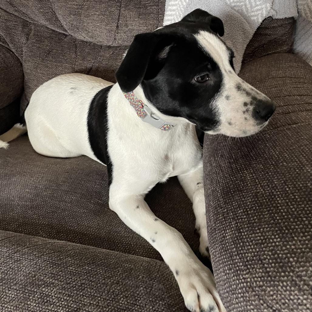 Joyce, Adoptable, Puppy Female Terrier & Mixed Breed.