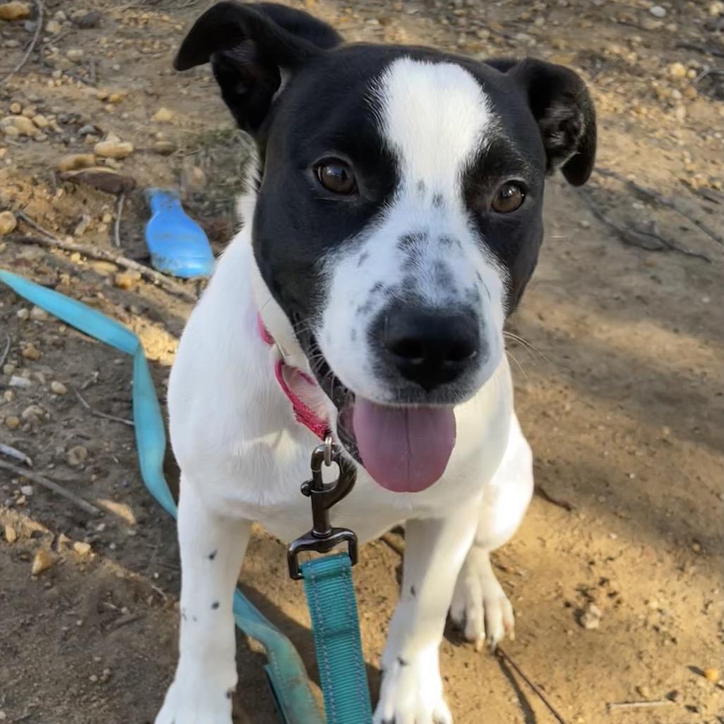 Enlarge Joyce, a Adoptable mixed breed in Jarrettsville, MD image 2/5