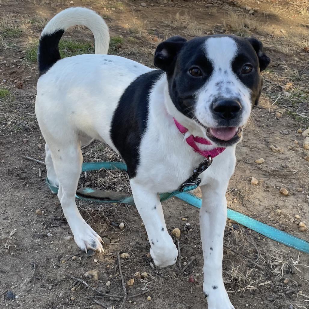 Enlarge Joyce, a Adoptable mixed breed in Jarrettsville, MD image 3/5