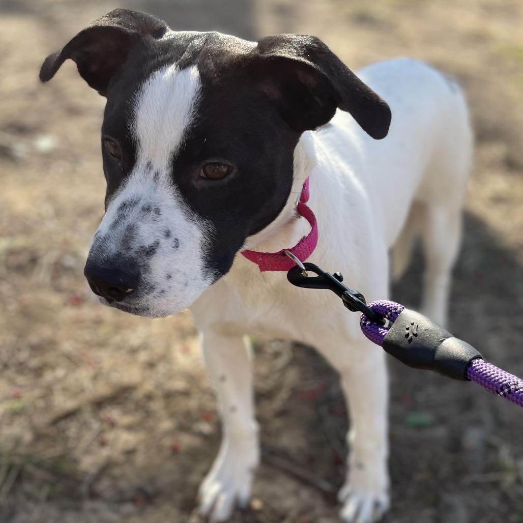 Enlarge Joyce, a Adoptable mixed breed in Jarrettsville, MD image 4/5
