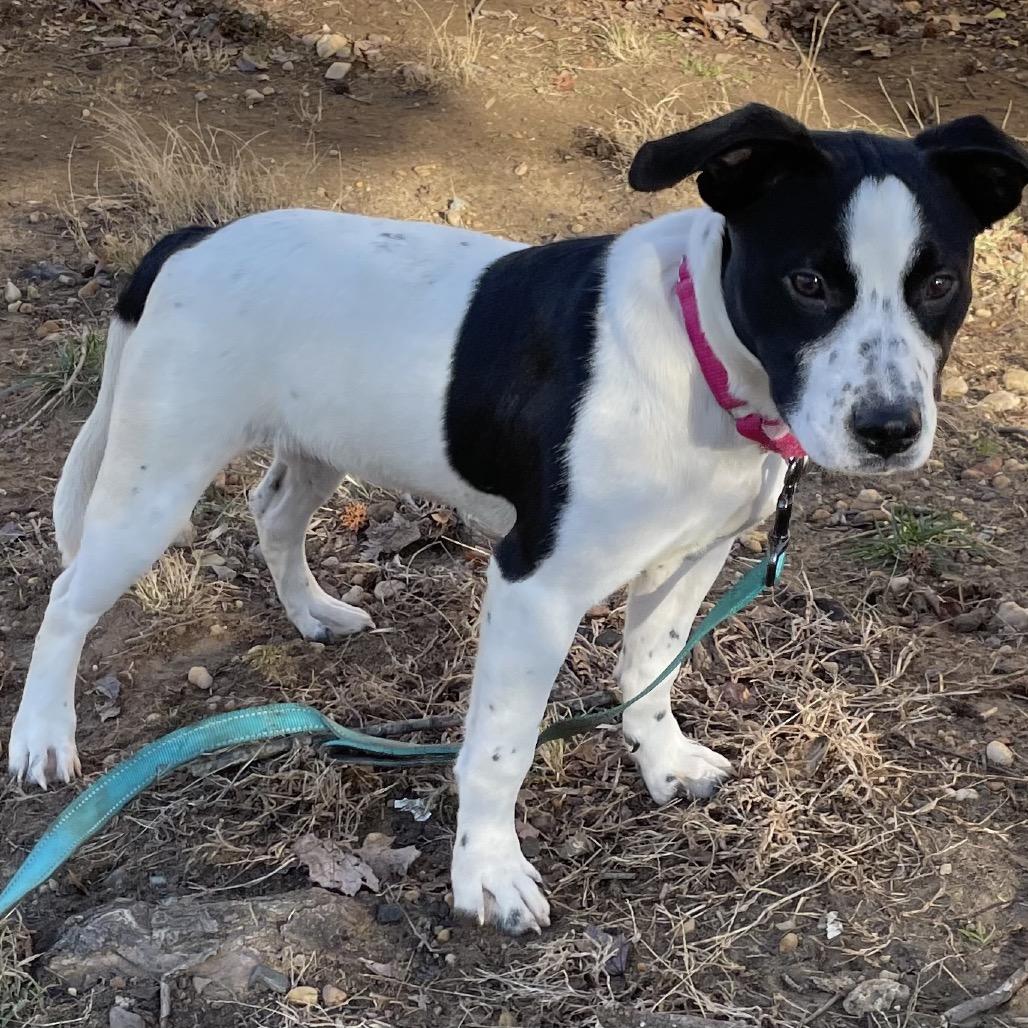 Enlarge Joyce, a Adoptable mixed breed in Jarrettsville, MD image 5/5
