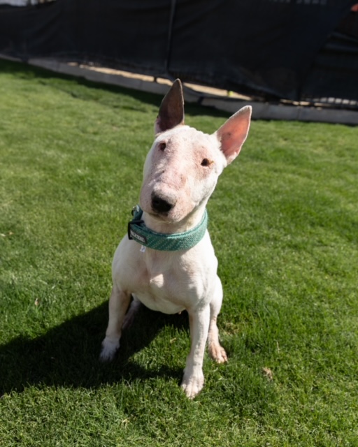IVORY, Adoptable, Adult Female Bull Terrier.