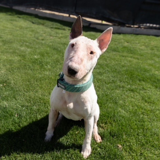 Enlarge IVORY, a Adoptable Bull Terrier in Palm Desert, CA image 1/2