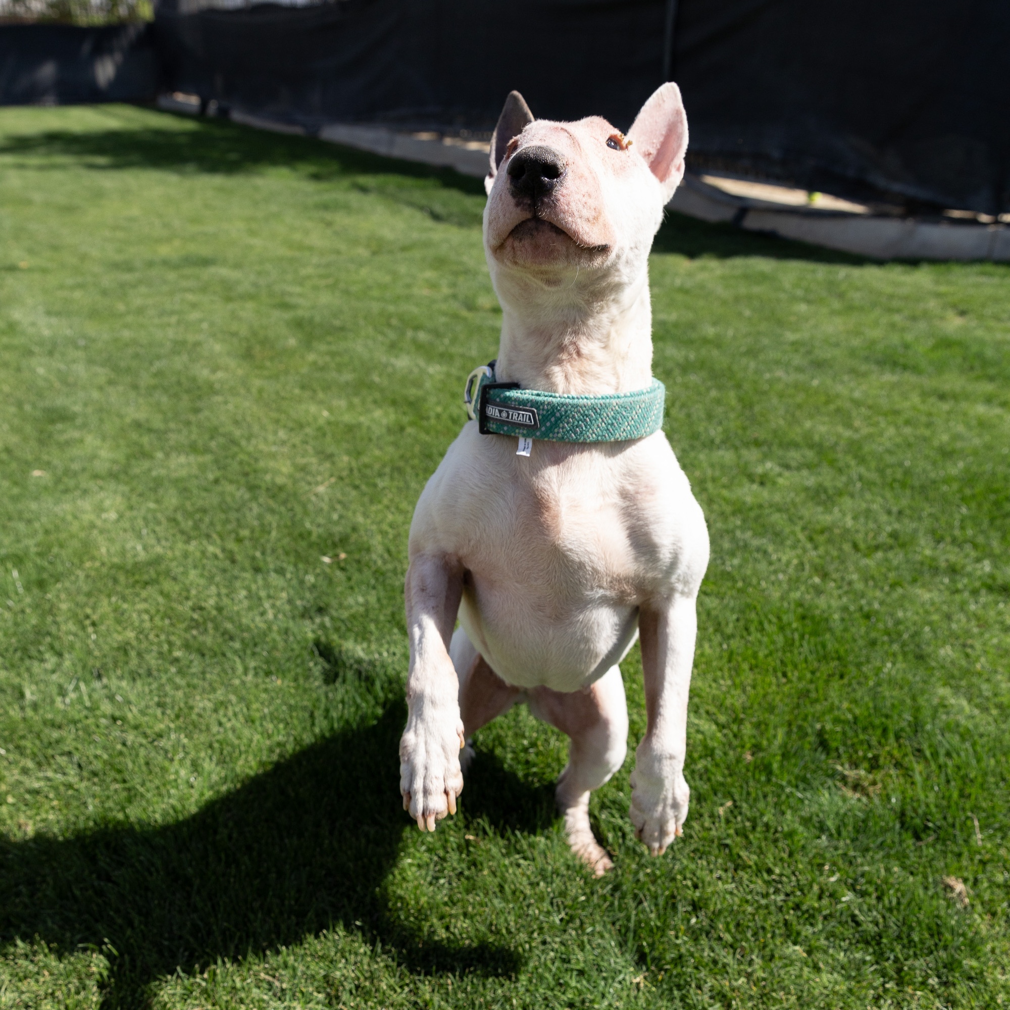 Enlarge IVORY, a Adoptable Bull Terrier in Palm Desert, CA image 2/2