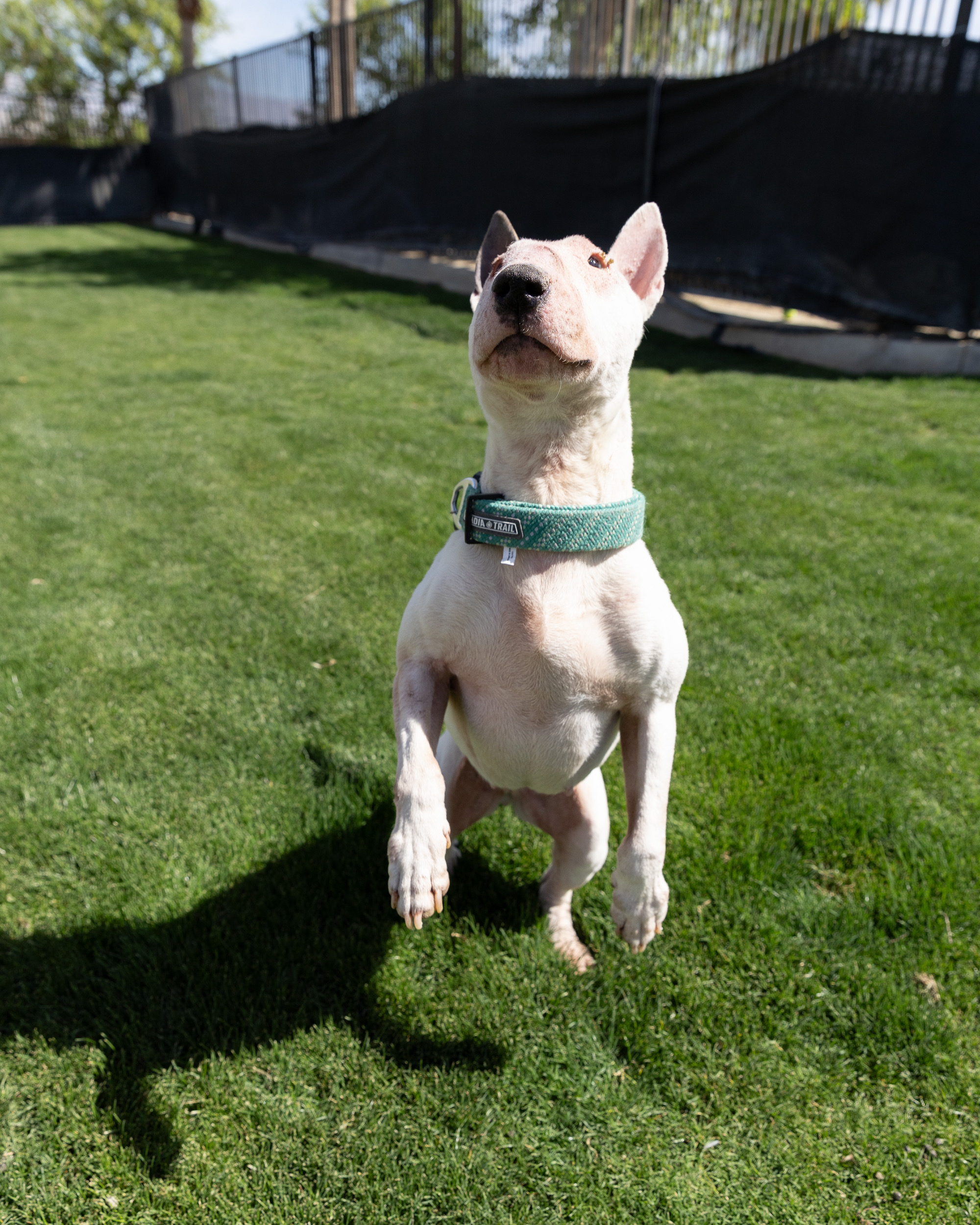 Enlarge IVORY, a Adoptable Bull Terrier in Palm Desert, CA image 2/3