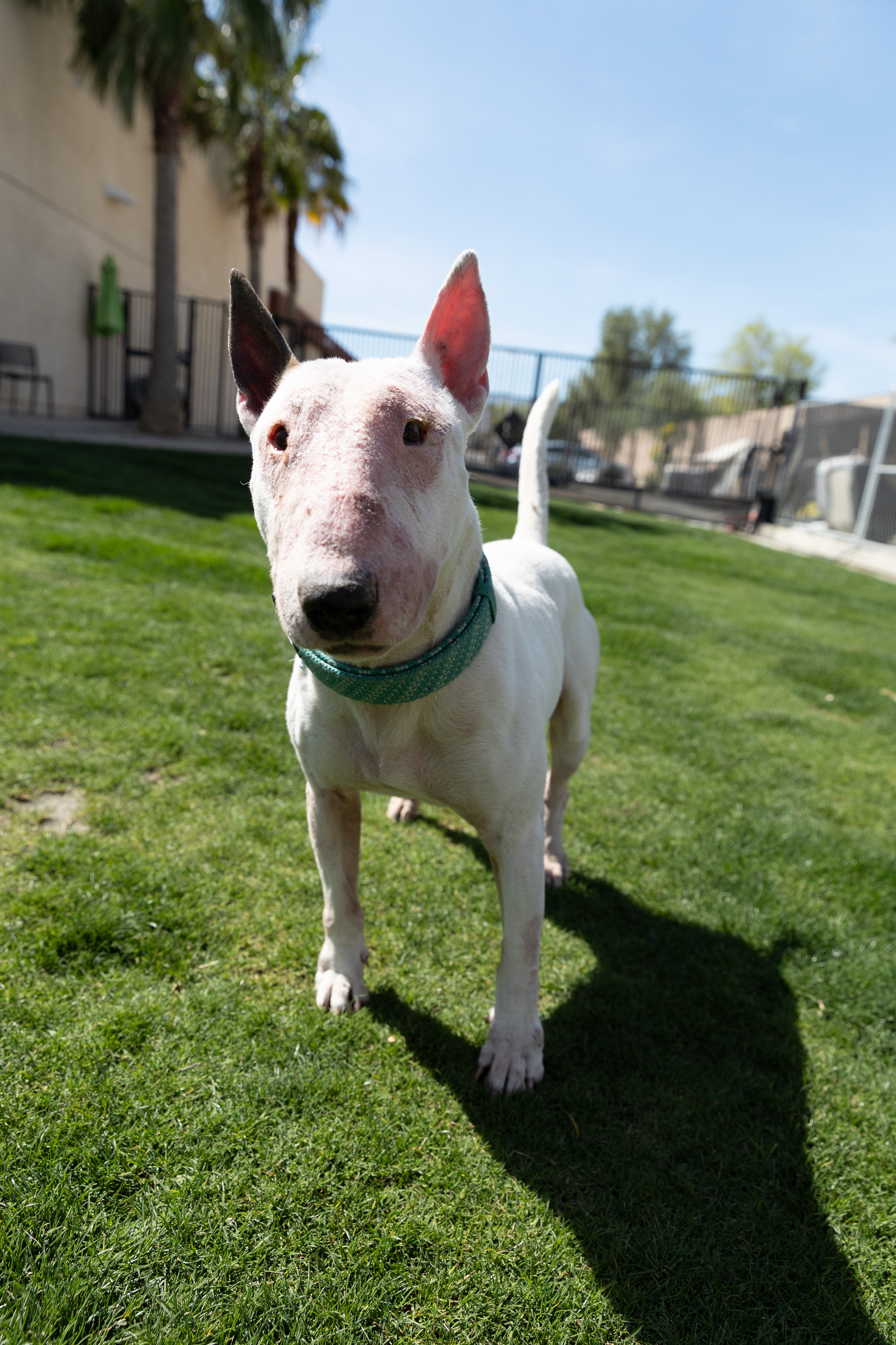 Enlarge IVORY, a Adoptable Bull Terrier in Palm Desert, CA image 3/3