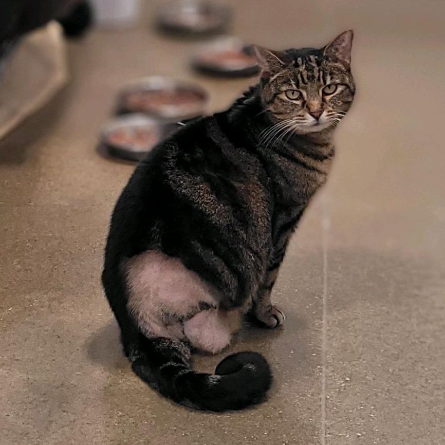 Enlarge Starla 2025, a Adoptable Domestic Short Hair in Bensalem, PA image 1/4