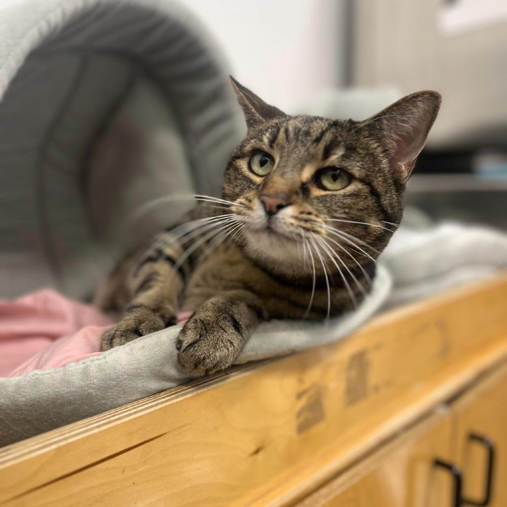 Enlarge Starla 2025, a Adoptable Domestic Short Hair in Bensalem, PA image 2/4
