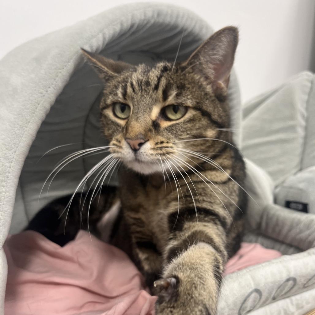 Enlarge Starla 2025, a Adoptable Domestic Short Hair in Bensalem, PA image 3/4