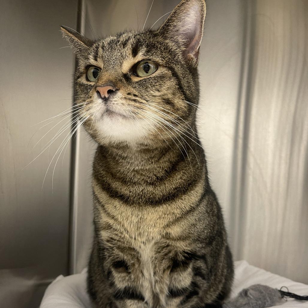 Enlarge Starla 2025, a Adoptable Domestic Short Hair in Bensalem, PA image 4/4