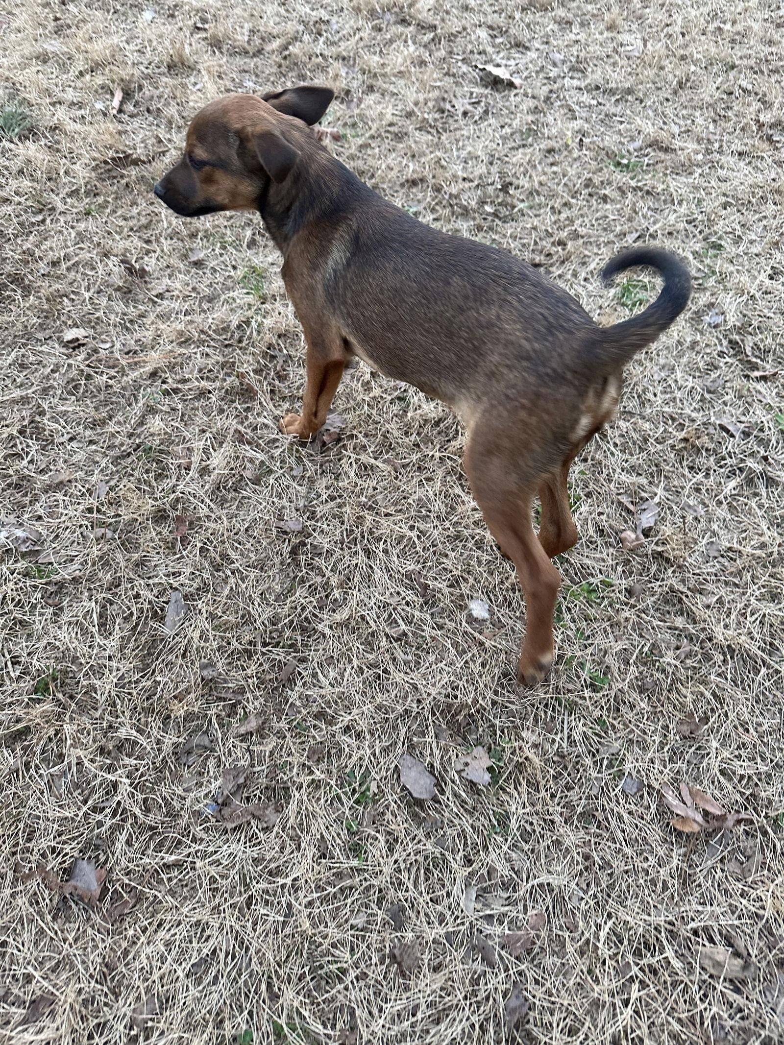 Enlarge Riley, a Adoptable Chihuahua in Ball Ground, GA image 1/3
