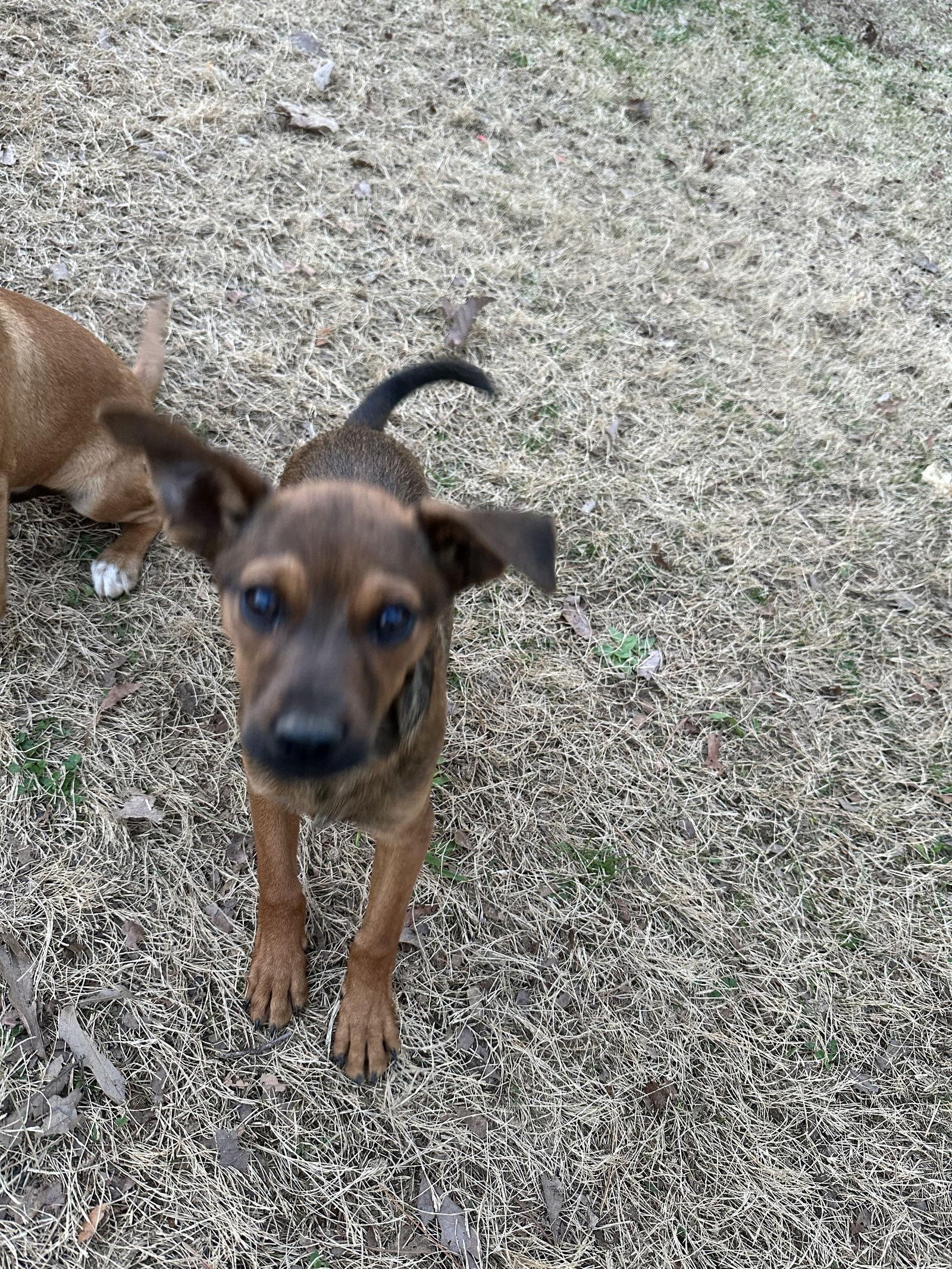 Enlarge Riley, a Adoptable Chihuahua in Ball Ground, GA image 2/3