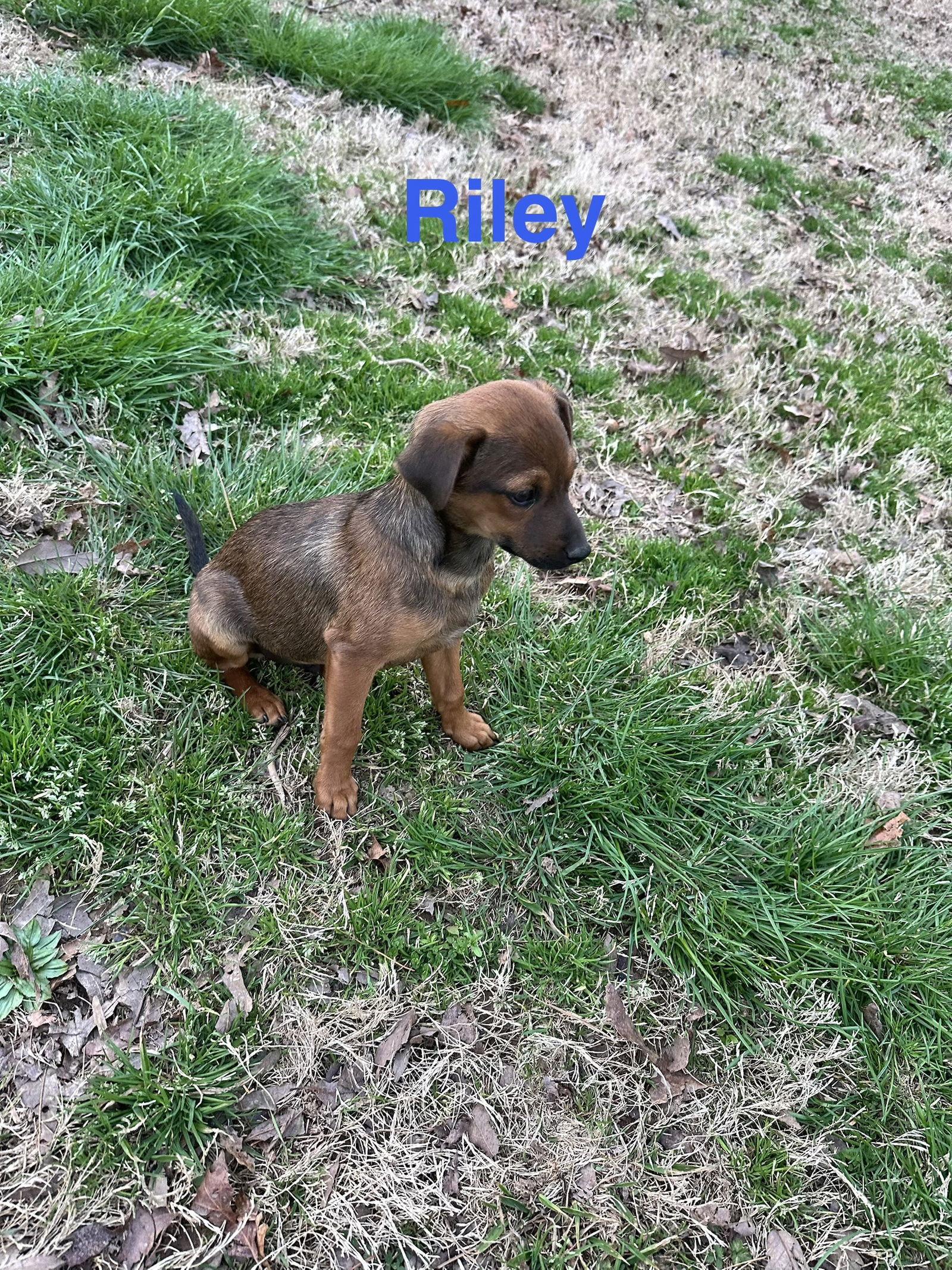 Enlarge Riley, a Adoptable Chihuahua in Ball Ground, GA image 3/3