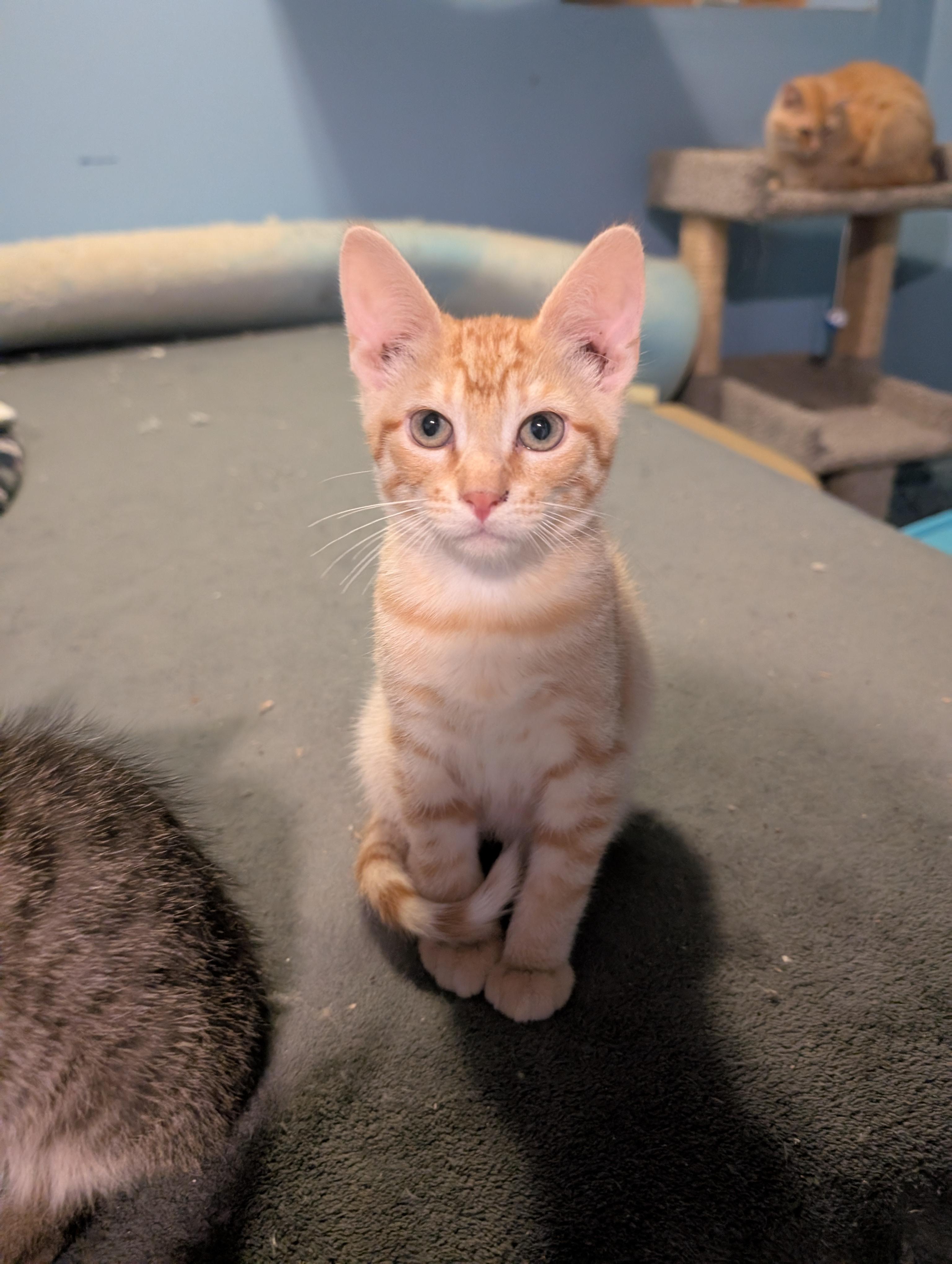 Lenny, Adoptable, Kitten Male Domestic Short Hair.