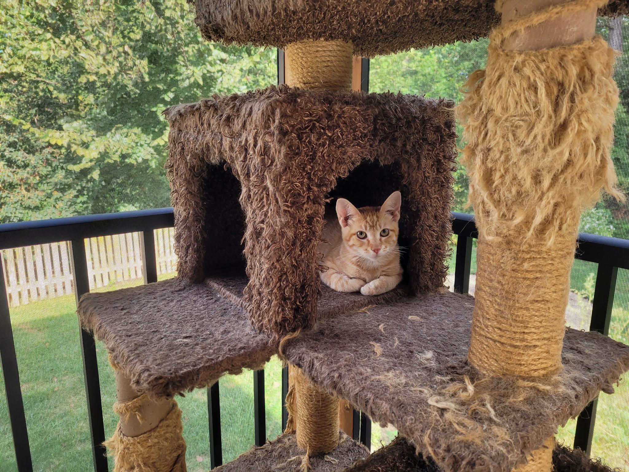 Enlarge Lenny, a Adoptable Domestic Short Hair in Lincoln, NE image 3/3