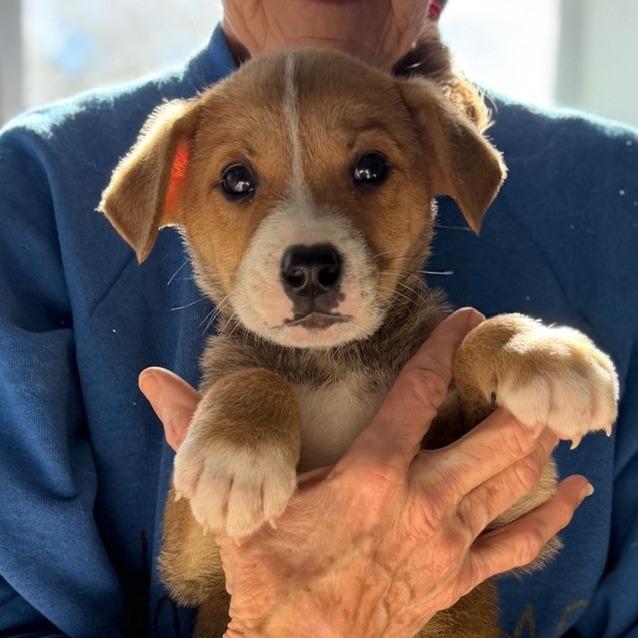 Keebler, Adoptable, Puppy Male Australian Shepherd.