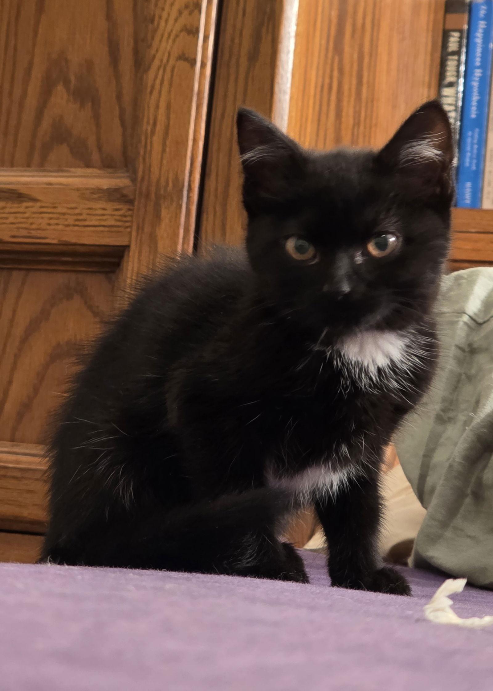 Enlarge Starburst - Midnight Littermate, a Adopted mixed breed in San Luis Obispo, CA image 1/1