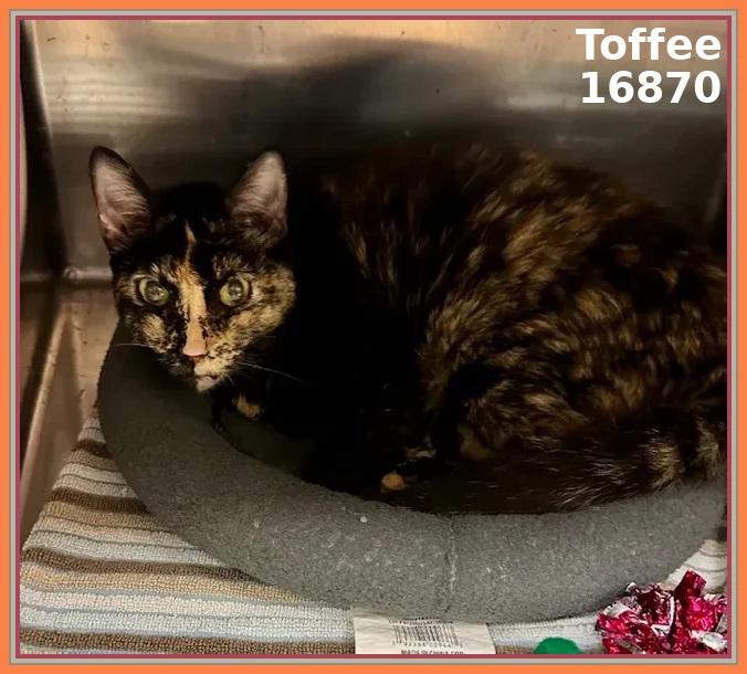 TOFFEE — thumbnail 2