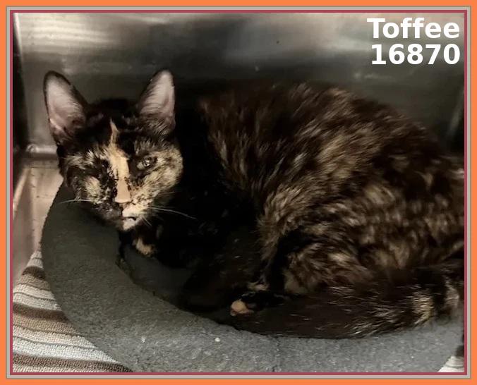 TOFFEE — thumbnail 3