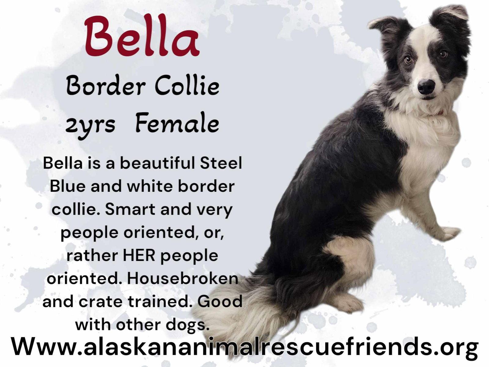 Enlarge Bella, a Adopted Border Collie in Anchorage, AK image 1/1