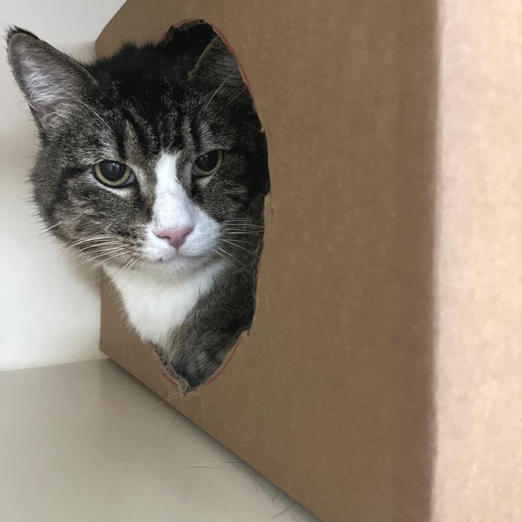 Marley, Adoptable, Adult Male Domestic Short Hair.