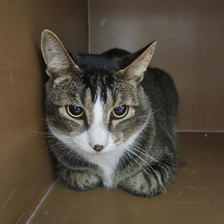 Enlarge Marley, a Adoptable Domestic Short Hair in Idaho Falls, ID image 2/2