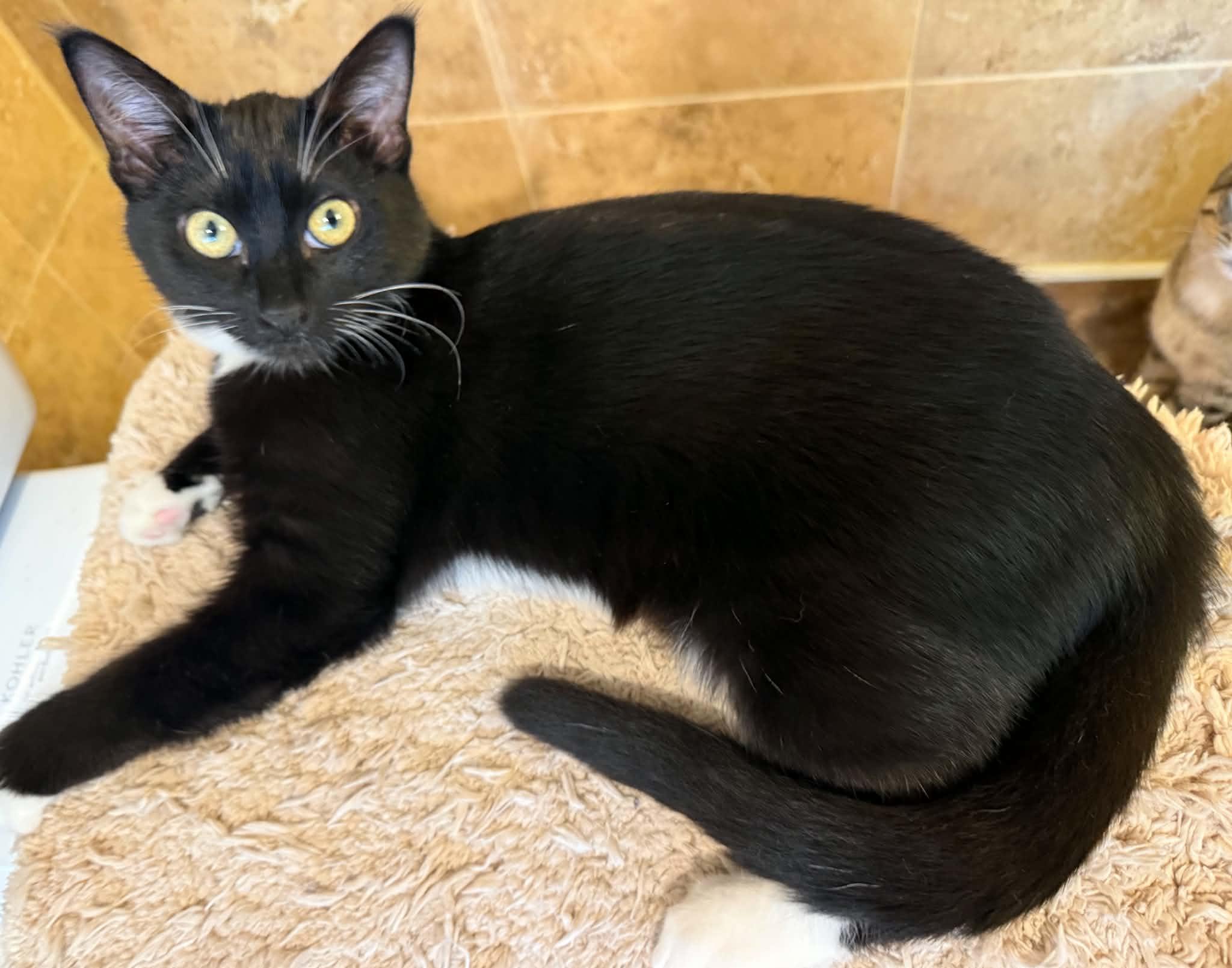 Enlarge Drac, a ADOPTABLE Domestic Short Hair in Blaine, MN image 2/2