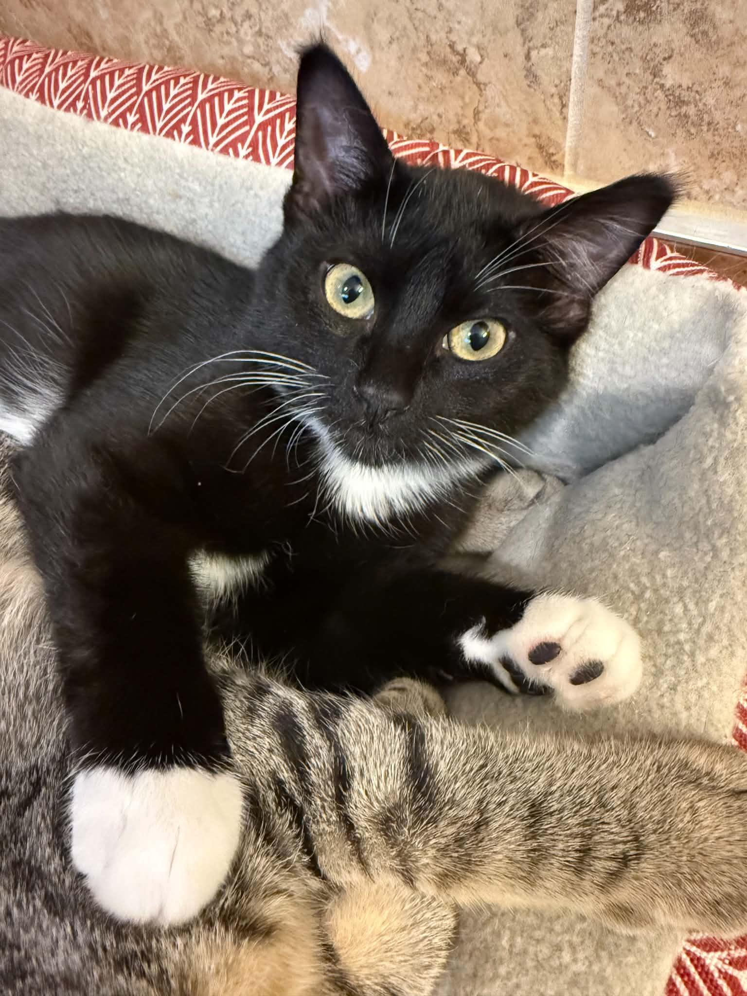 Enlarge Drac, a ADOPTABLE Domestic Short Hair in Blaine, MN image 1/2