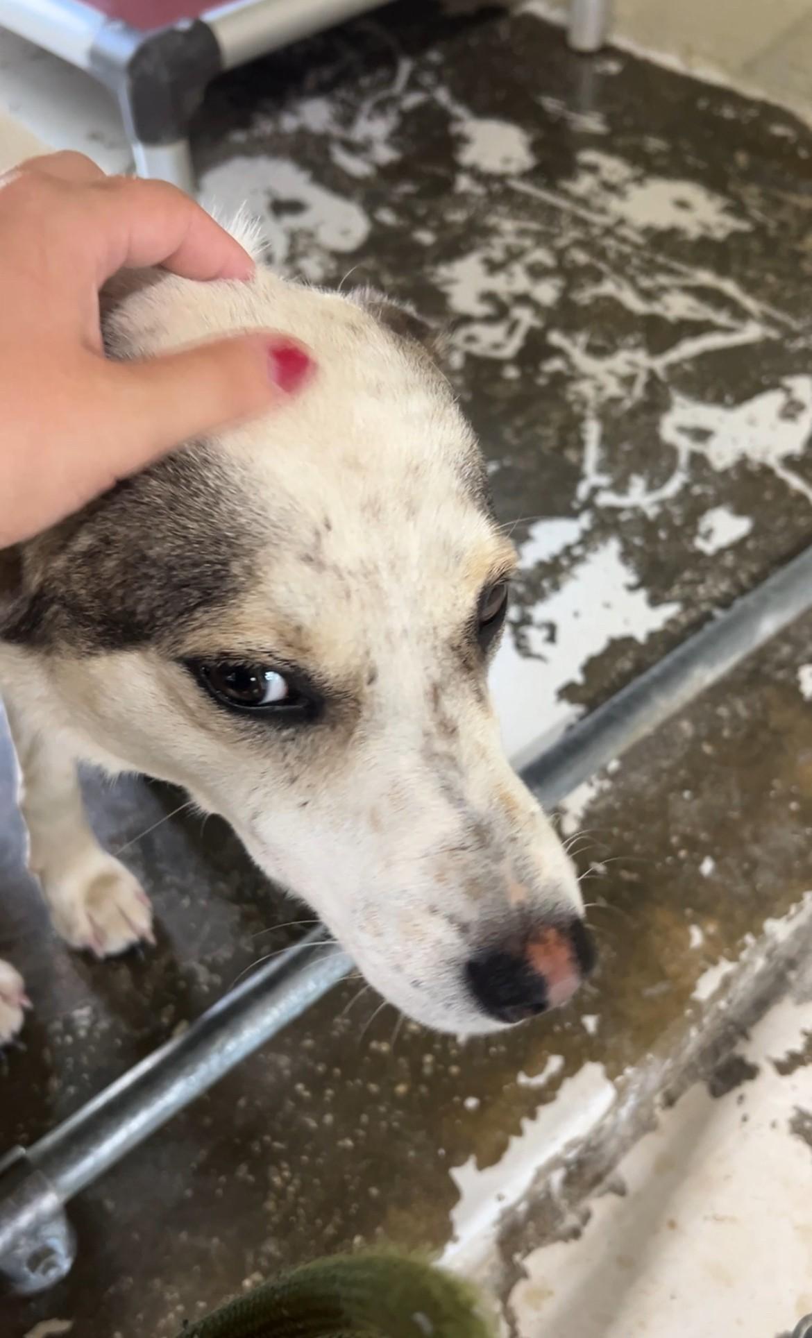 Enlarge Cody, a ADOPTABLE Cattle Dog in Mount Sterling, KY image 1/1