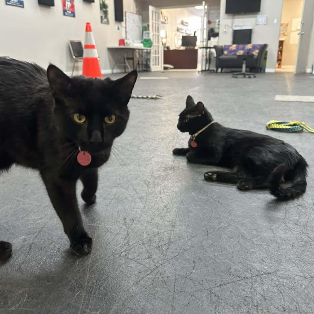 Enlarge Phoenix, a Adoptable Domestic Short Hair in Calgary, AB image 1/4