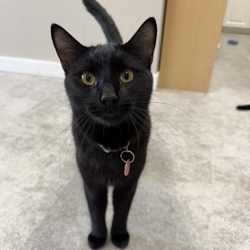 Enlarge Phoenix, a Adoptable Domestic Short Hair in Calgary, AB image 3/6