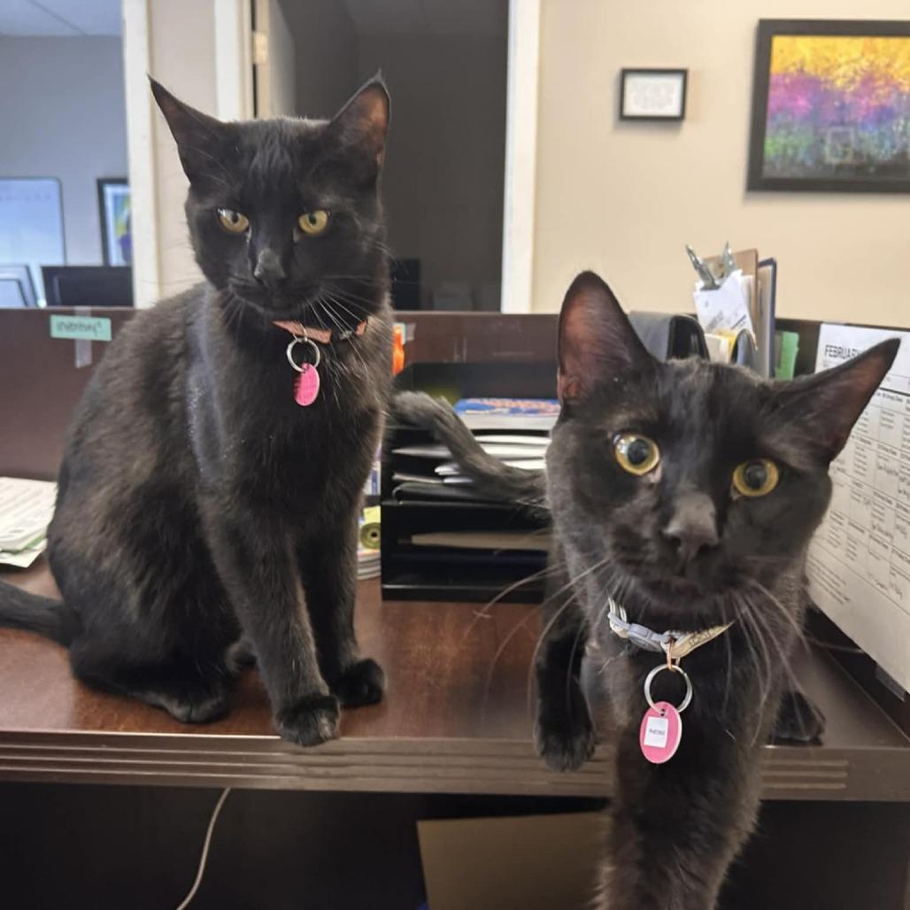 Enlarge Phoenix, a Adoptable Domestic Short Hair in Calgary, AB image 4/4