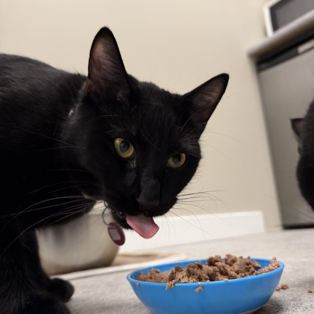 Enlarge Phoenix, a Adoptable Domestic Short Hair in Calgary, AB image 6/6