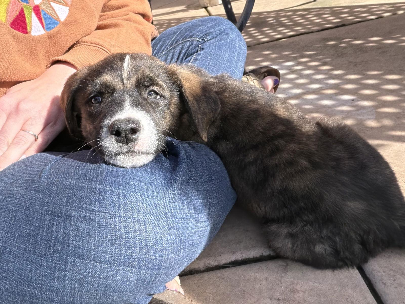 Enlarge Madden, a Adopted mixed breed in San Diego, CA image 1/3