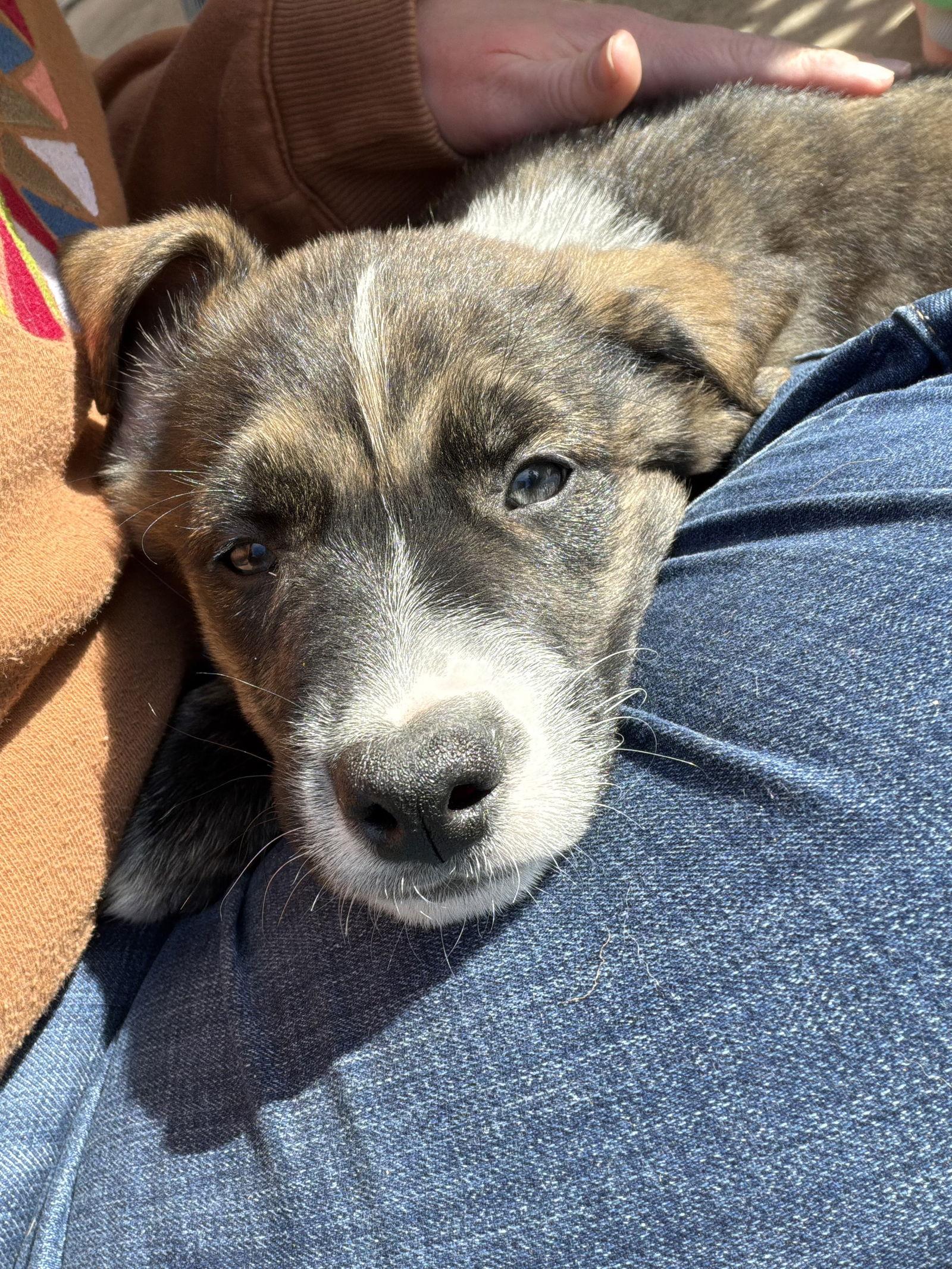 Enlarge Madden, a Adopted mixed breed in San Diego, CA image 2/3